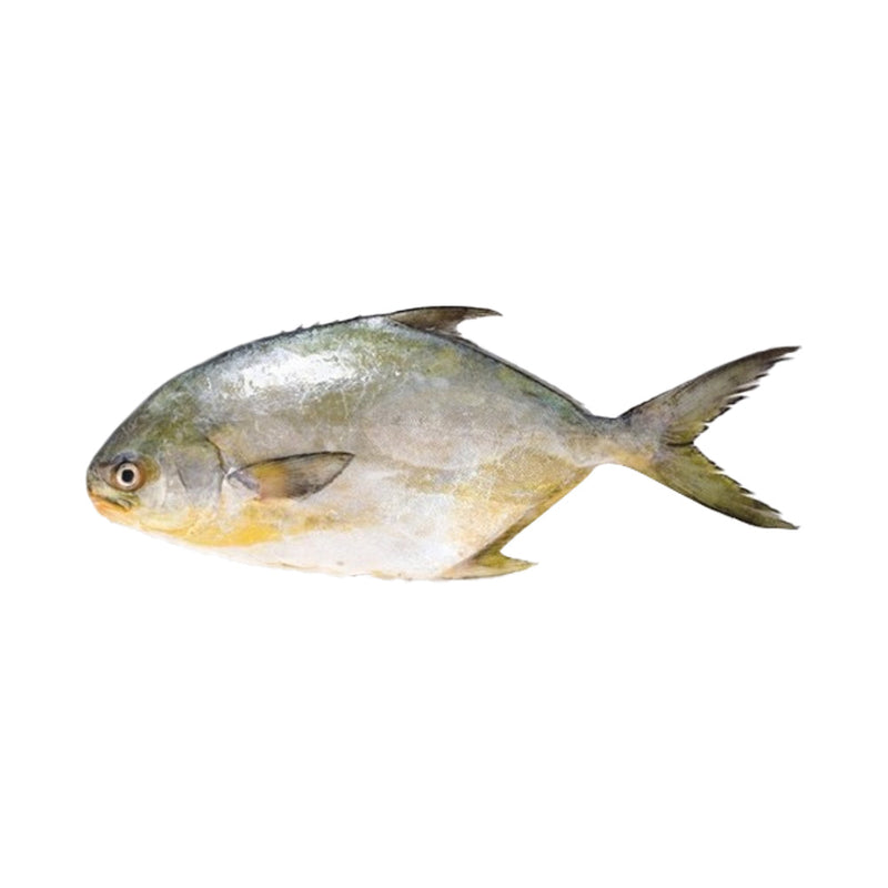 Pompano Fish Approx. 1kg