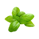 Ritefresh Basil Packed