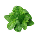 Ritefresh Peppermint Packed