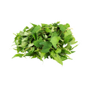 Ritefresh Vietnamese Coriander Packed
